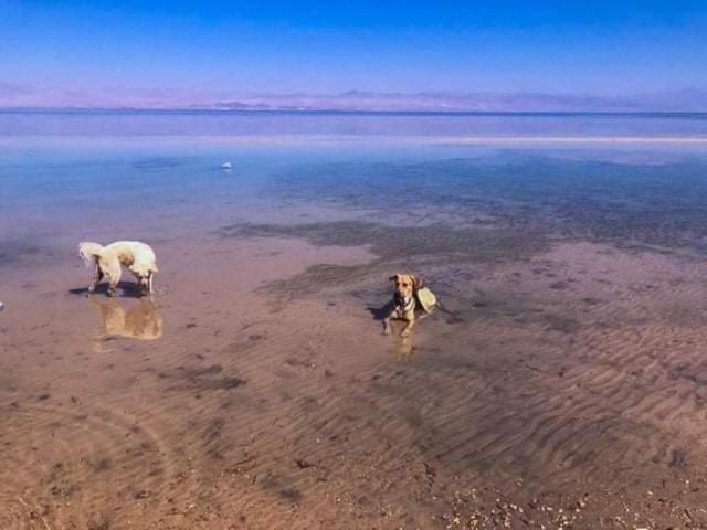 Diana Beach Camp Hotell Nuweiba` Eksteriør bilde